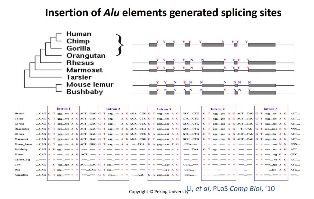 一个与成瘾相关的人类特异的从头起源的新基因
