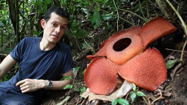 现实中存在的"食人花",体型巨大,被称为"世界花王"!_大王