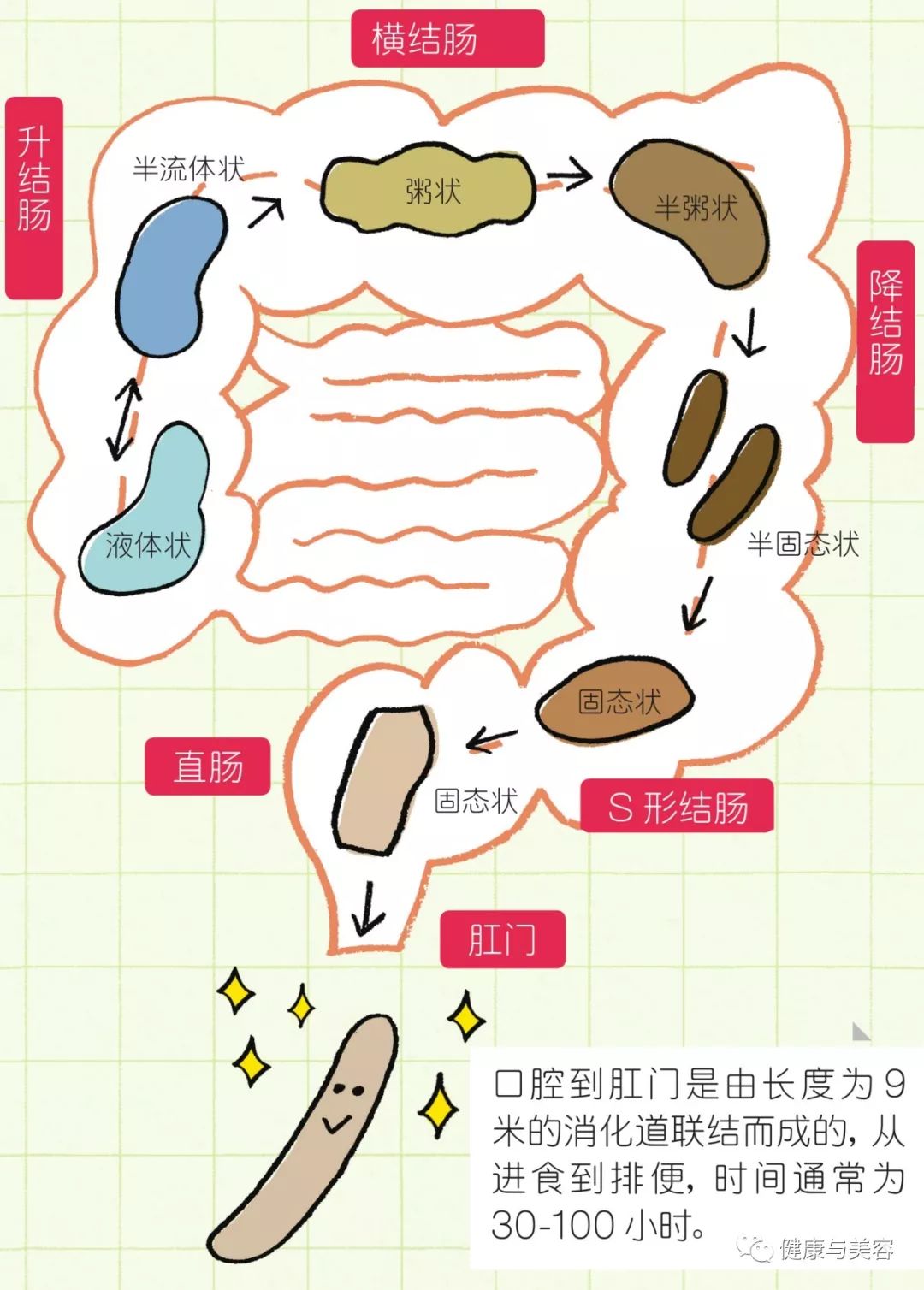 人进食到排便过程图图片