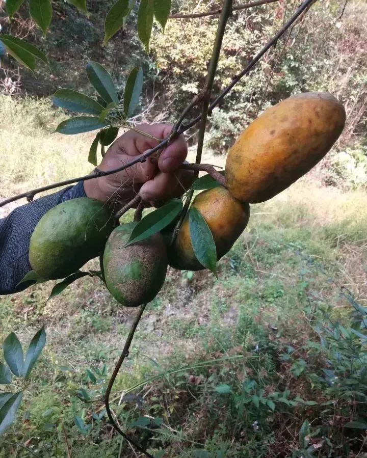 广西小山坡的野果图片