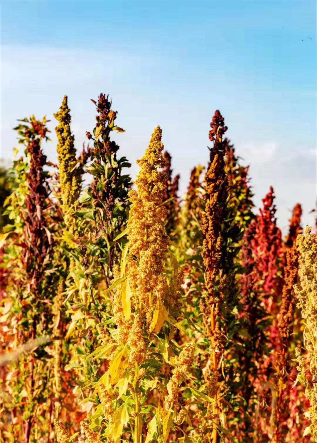 诗意天祝一幅现代燃藜图