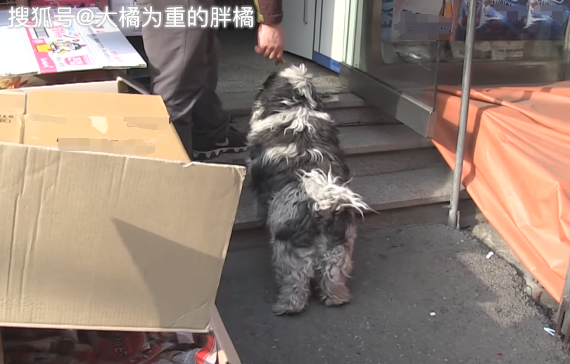 狗狗愛躺著「裝死」，吃飯時竟向7家餐館討食，緣由卻是讓人心疼 寵物 第5張