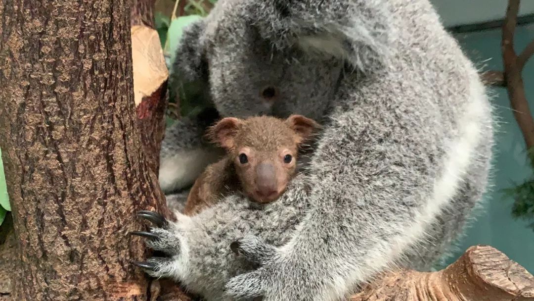 考拉宝宝出袋朝你放电啦