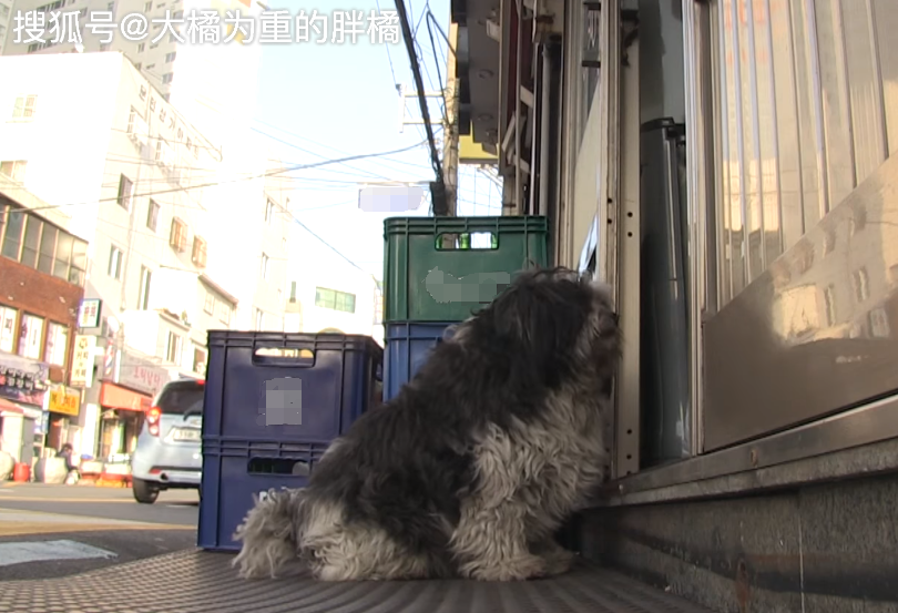 狗狗愛躺著「裝死」，吃飯時竟向7家餐館討食，緣由卻是讓人心疼 寵物 第2張