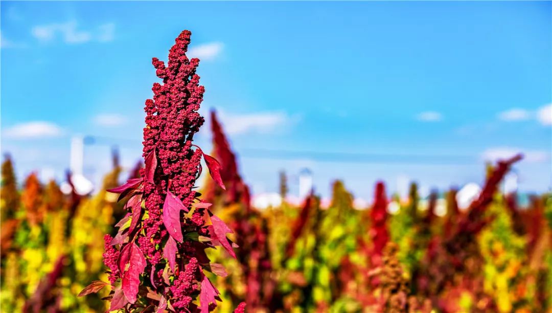 诗意天祝一幅现代燃藜图