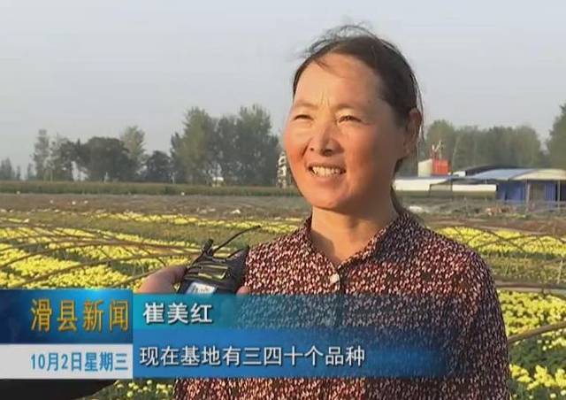 滑县上官镇十月菊花开正浓美了乡村富农家