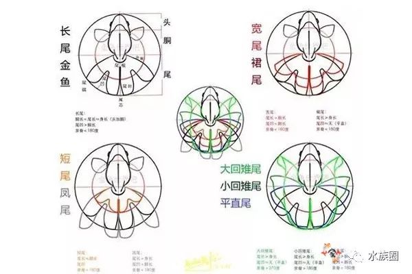 图说金鱼尾鳍分类——长尾、宽尾、凤尾、裙尾、短尾和蝶尾_形态