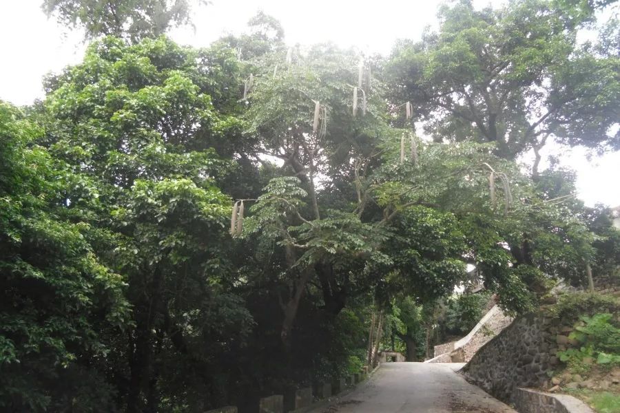 雷岭镇特色民居霞厝村