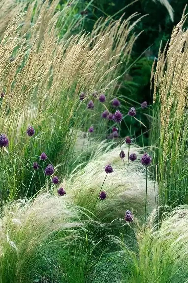 芳草萋萋原来秋天的草也可以这么美