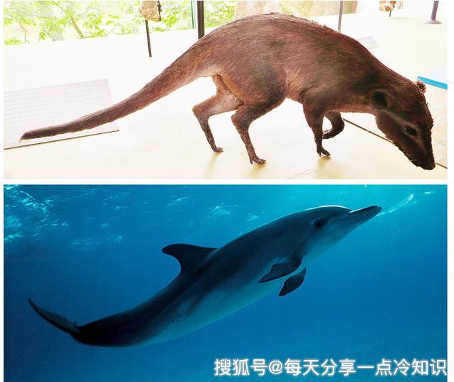 进化方法所知并不多,但科学家认为旋齿鲨是鲨鱼的祖先wikimedia图片