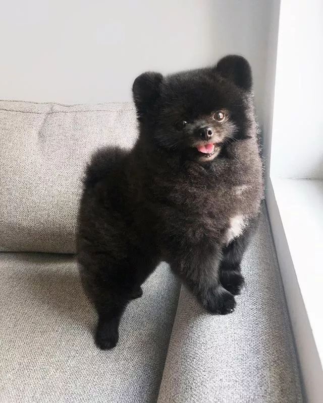 这是哪里的黑熊精呀小巧可爱还会治愈人