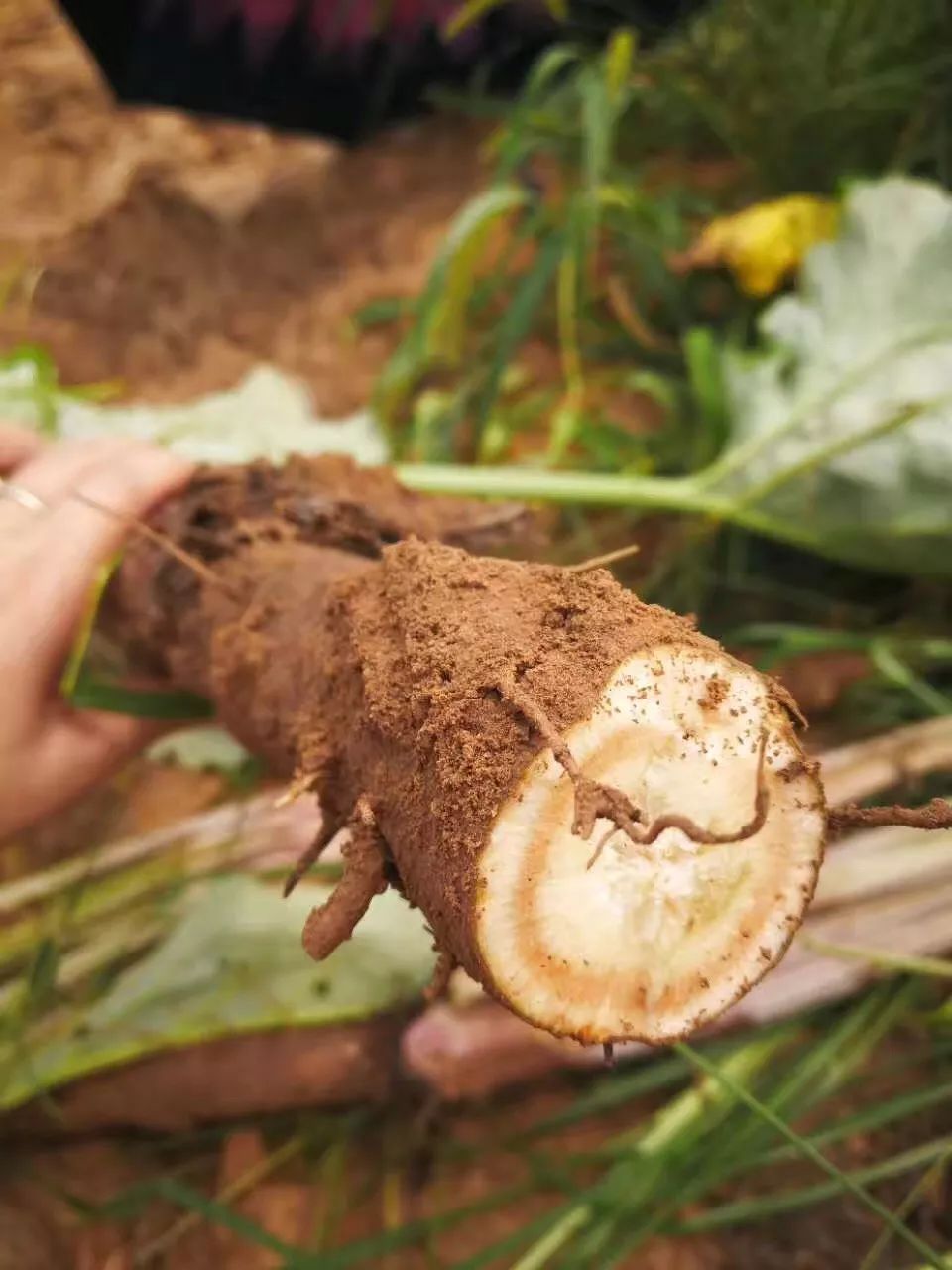 产地食材牛蒡无需神话的完美食材