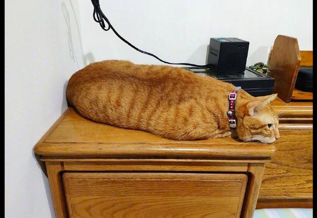 猫咪趴在桌子上无精打采表情也是很伤心的样子是抑郁了吗