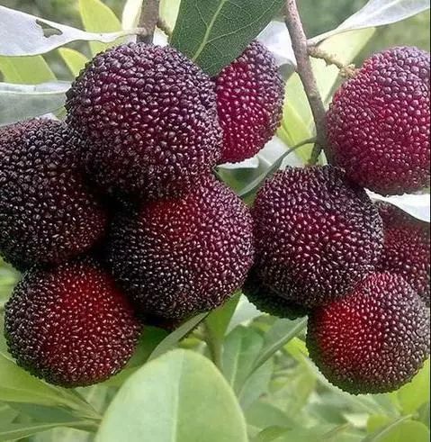 水果地理中国石屏杨梅