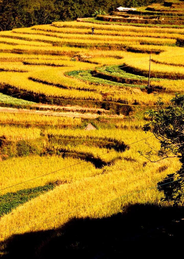 高州固定梯田美景,金光灿烂层层叠叠!