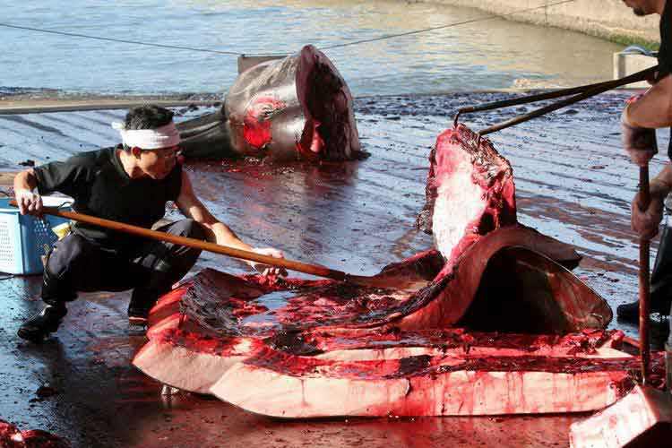 日本捕鲸历史图片