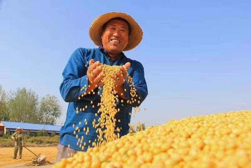 祖国遍地皆秋色淮南处处丰收景