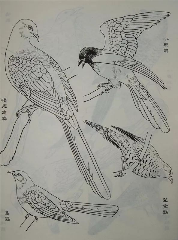 素材白描禽鸟类画谱120幅