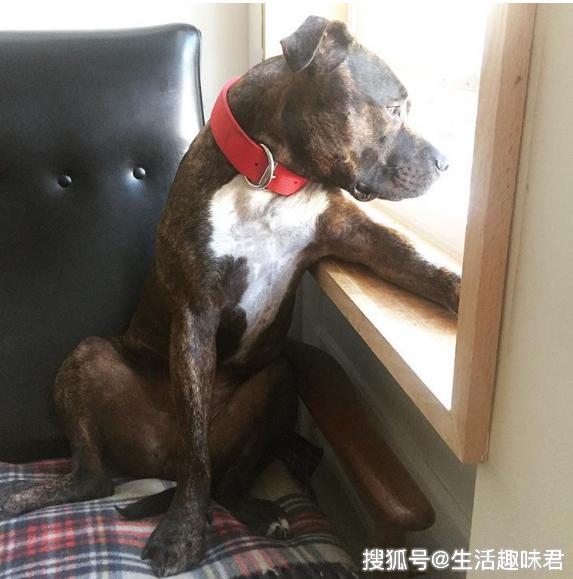 16张有趣照片掌握了艺术坐姿的动物