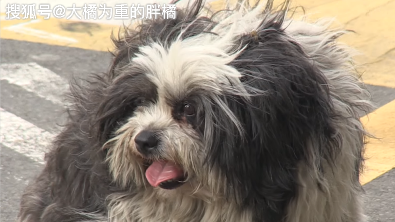 狗狗愛躺著「裝死」，吃飯時竟向7家餐館討食，緣由卻是讓人心疼 寵物 第7張