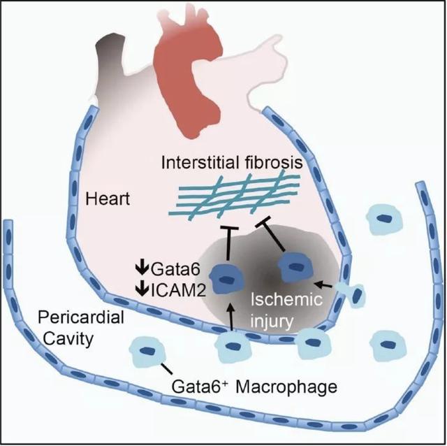 pericardial cavity图片