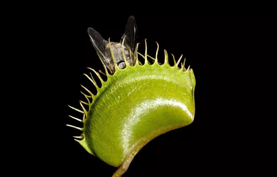 世界十大最危险的植物让你望而却步