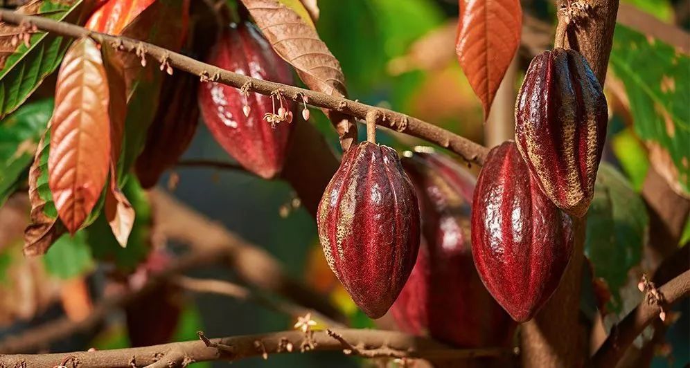 这款巧克力正是两者的结合,它采用的可可豆原料是瑞士巧克力巨头barry