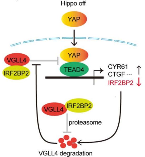 和分子機制,同時揭示了irf2bp2與hippo信號通路的關聯和相互調控機制