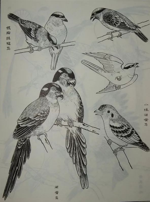 素材白描禽鸟类画谱120幅