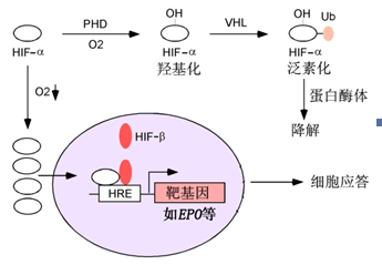 下,α亞基在hif羥化酶1,2,3的作用下迅速發生羥基化,並通過泛素化降解