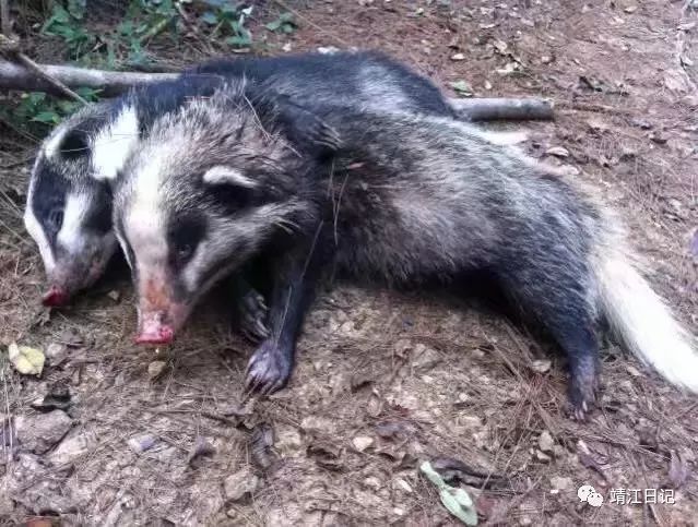 靖江日记北港湾这只獾王在老猎手的火铳下逃过一劫消失在芦苇荡深处