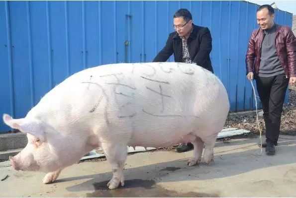 两百斤的猪有多大图片图片