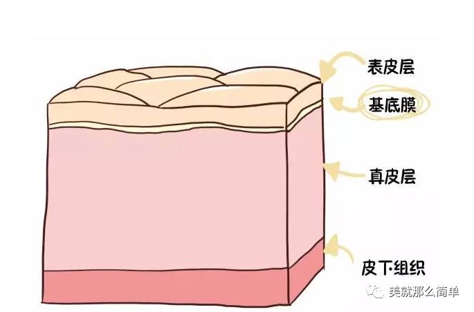 基底膜的作用是屏障作用,能够防止有害物质侵入肌肤真皮层,它这个部位