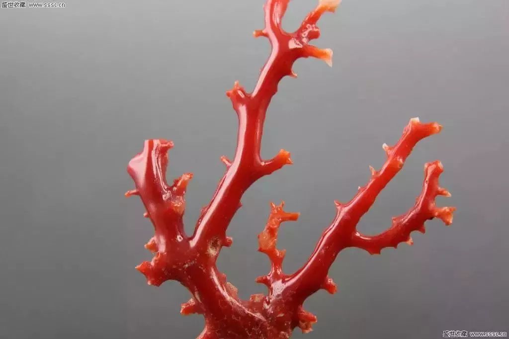 你的红珊瑚居然发暗变旧还褪色了原来是没注意这3点