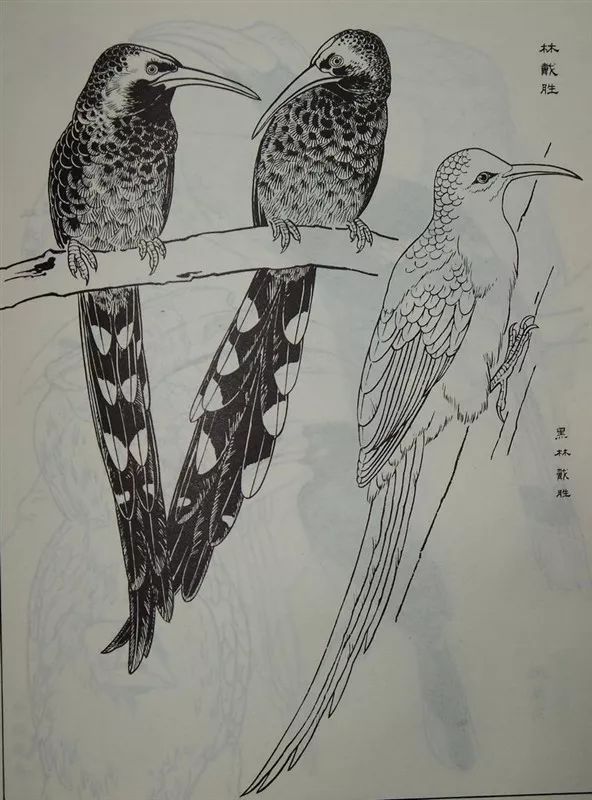 素材白描禽鸟类画谱120幅