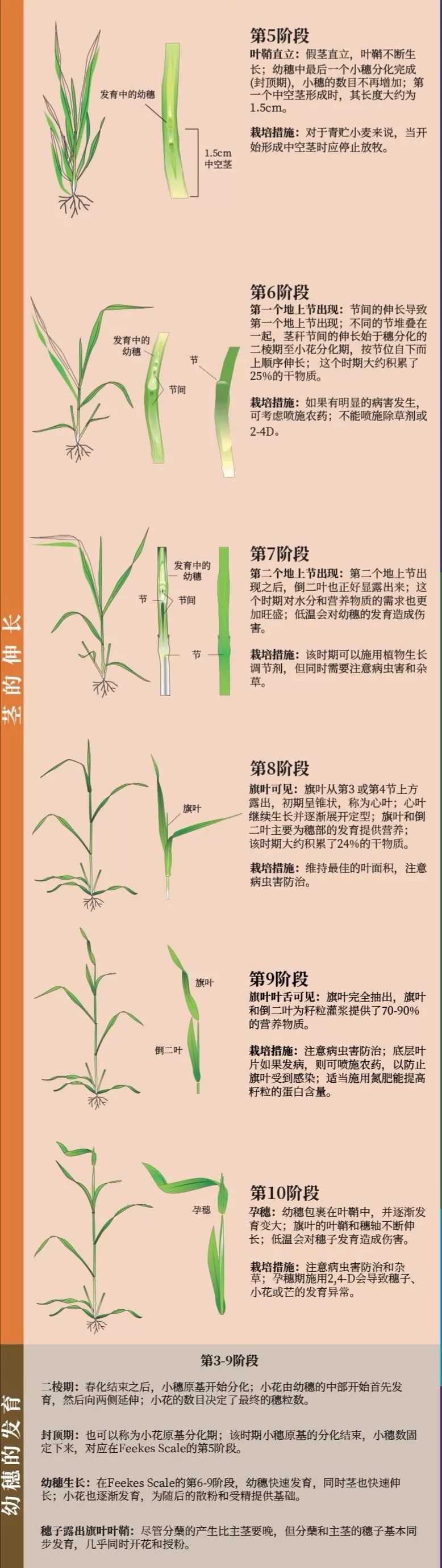 超级完美图解小麦种子萌发到完熟全过程