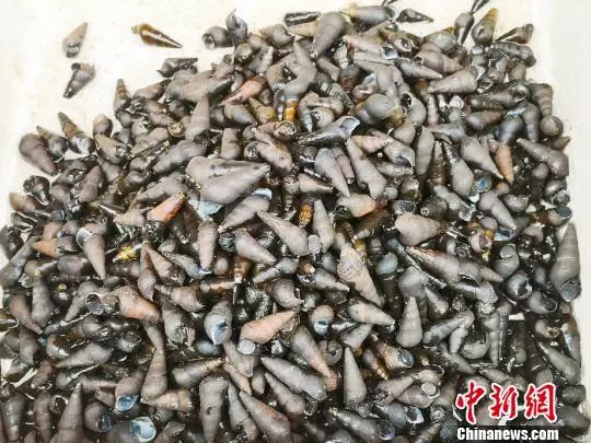 这大自然馈赠的滋味,台山人情有独钟…_坑螺