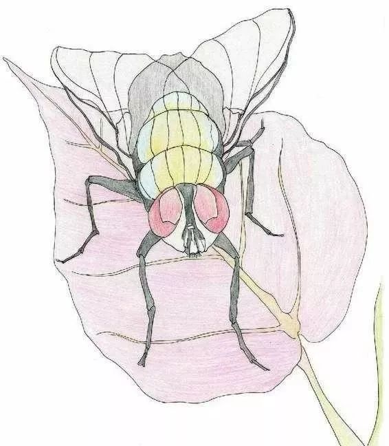 彩铅教程令人讨厌的苍蝇画出来竟然是这个样子