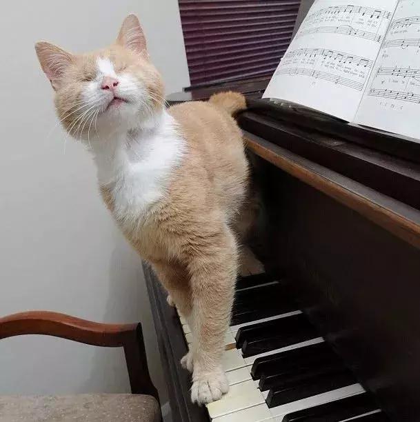 find智慧钢琴学院吸一只会弹钢琴的猫是一种什么样的体验