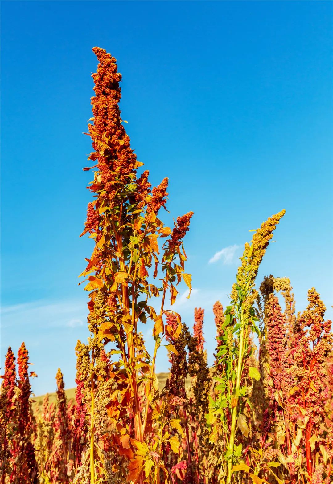 诗意天祝一幅现代燃藜图
