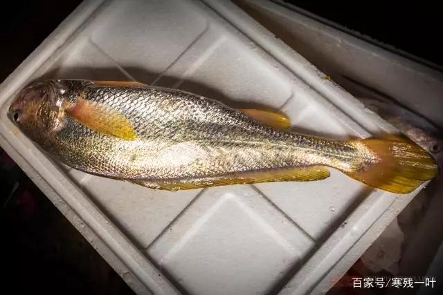 象山捕捞的3斤多的野生大黄鱼10分钟就被天价买走直呼太土豪了