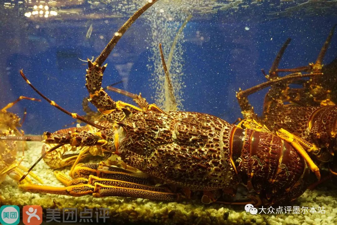 小龙虾任吃墨尔本chinatown首家海鲜自助小火锅必定让您吃到过瘾