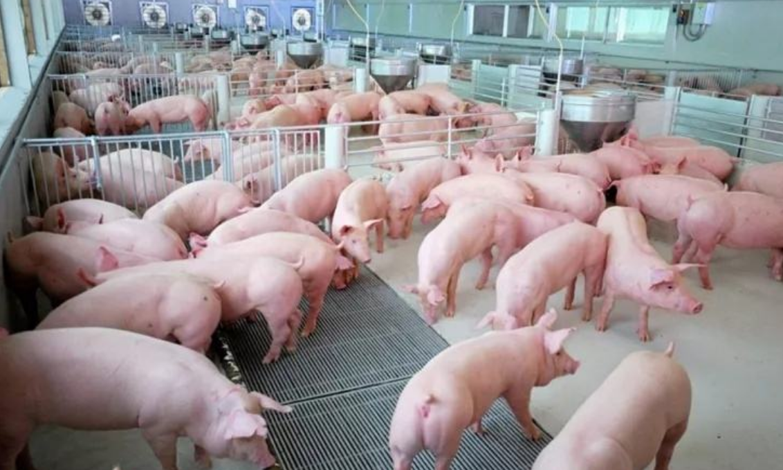 原创为什么美国是养猪第一强国看了猪粪处理你就明白了