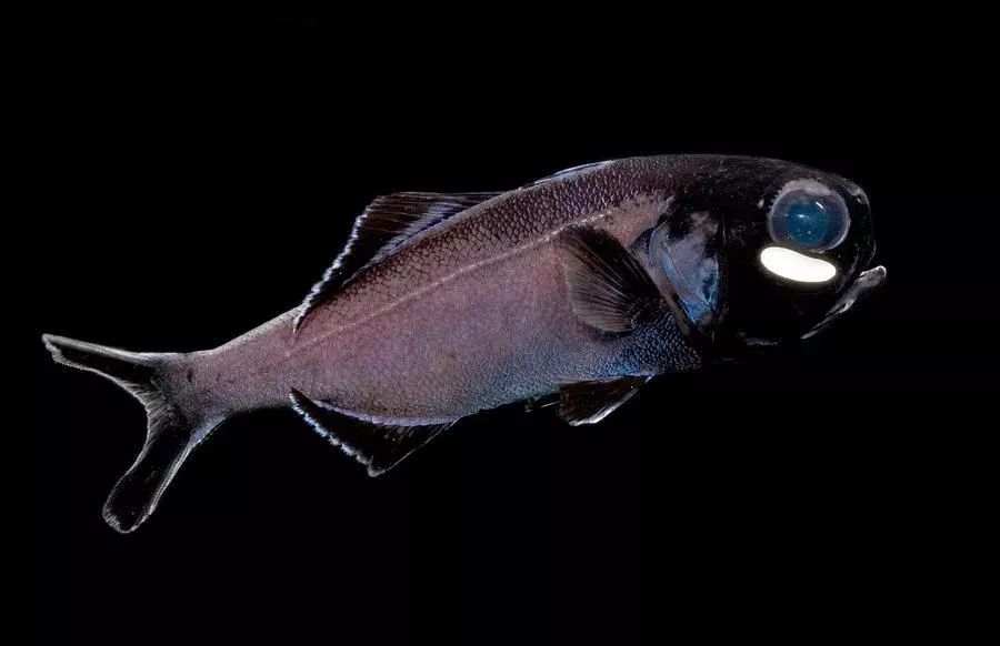 灯眼鱼眼底安灯的鱼每天认识一种鱼743期