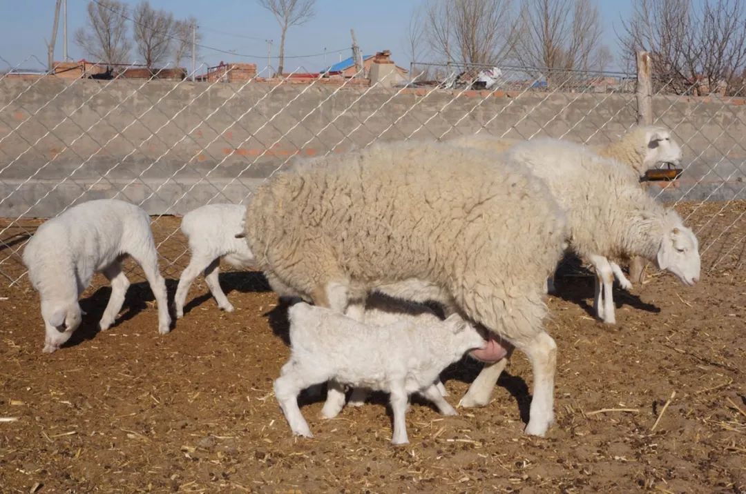农村养羊赚钱吗