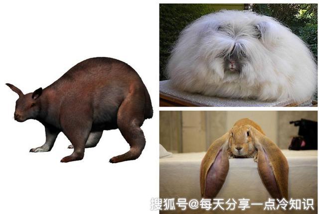 10种随着时间变化而演变的动物