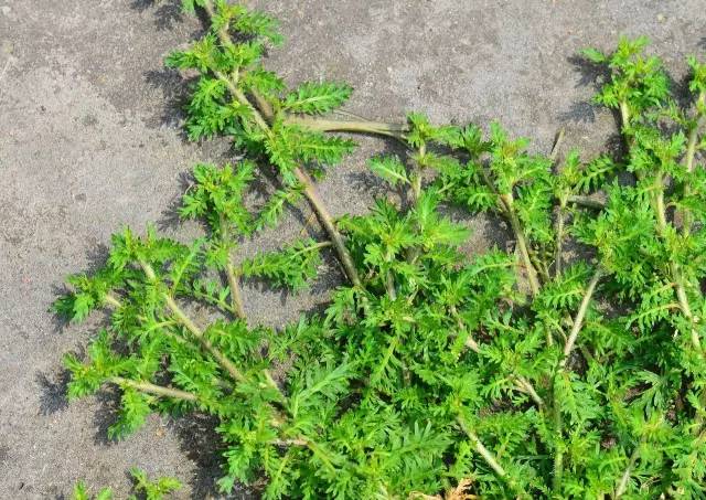 植物世界里不止有花香还有毒草毒树图鉴