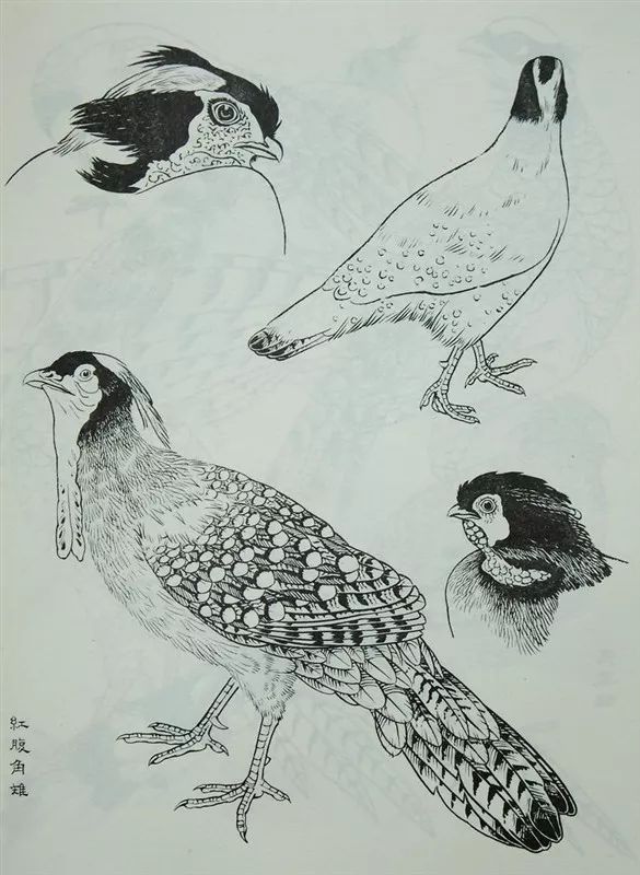 素材白描禽鸟类画谱120幅