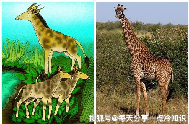 10种随着时间变化而演变的动物