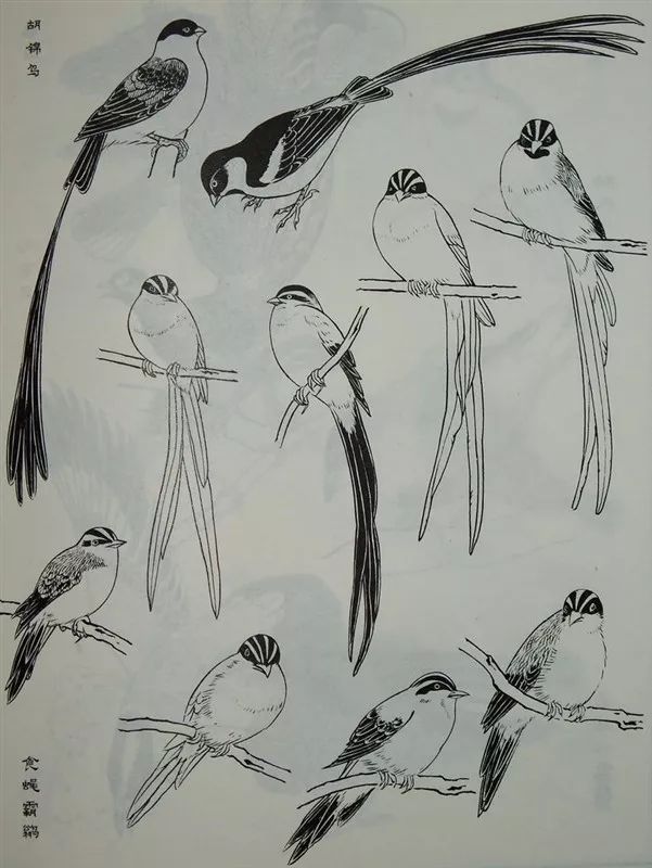 素材白描禽鸟类画谱120幅